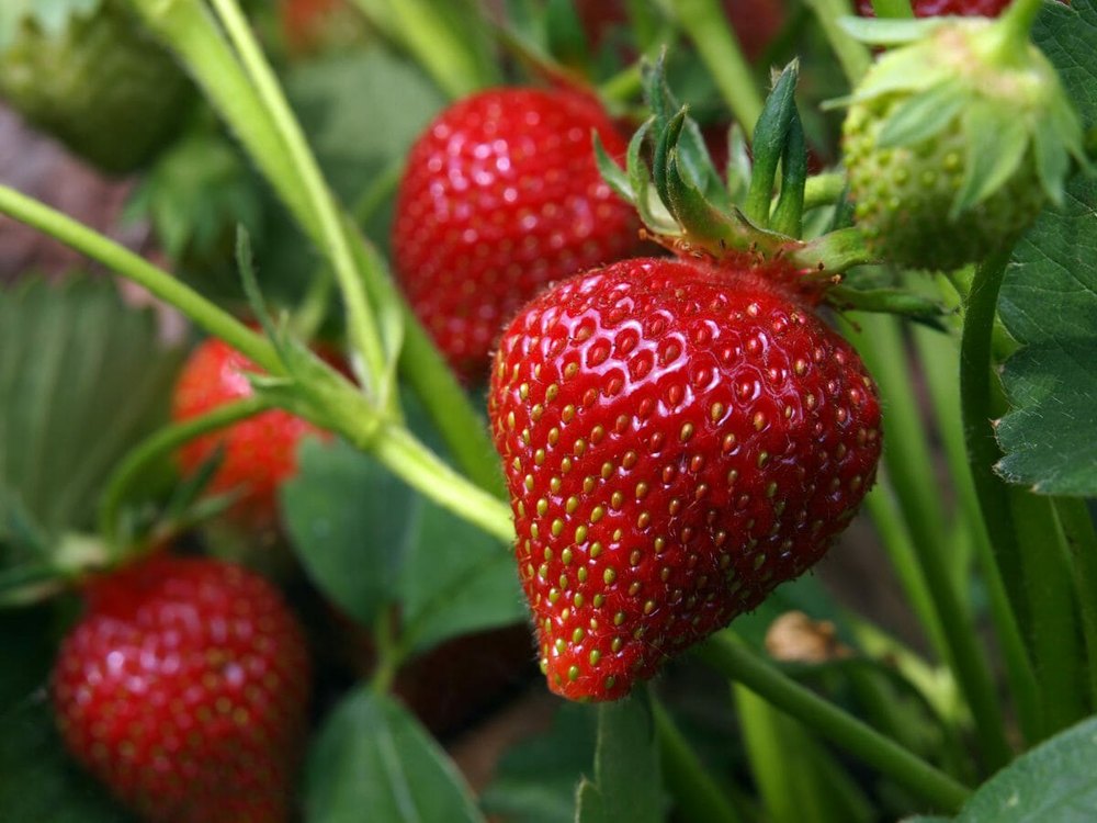 A Grade Organic Fresh Strawberry