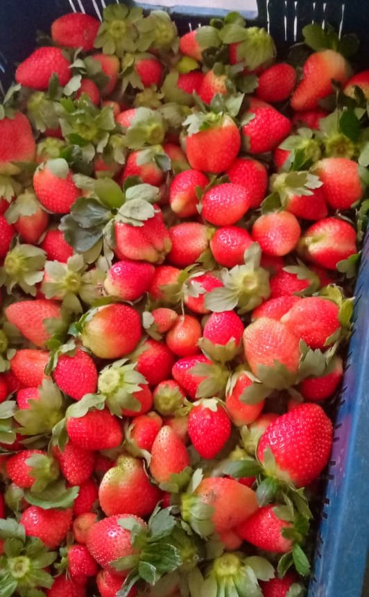 A Grade Fresh Export Quality STRAWBERRY, Packaging Type: Carton, Packaging Size: 300GRMS