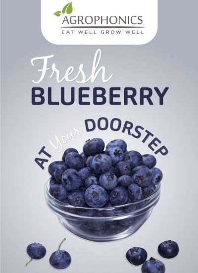 A Grade Imported Fresh Blueberries, Packaging Type: punnet, Packaging Size: 125gm