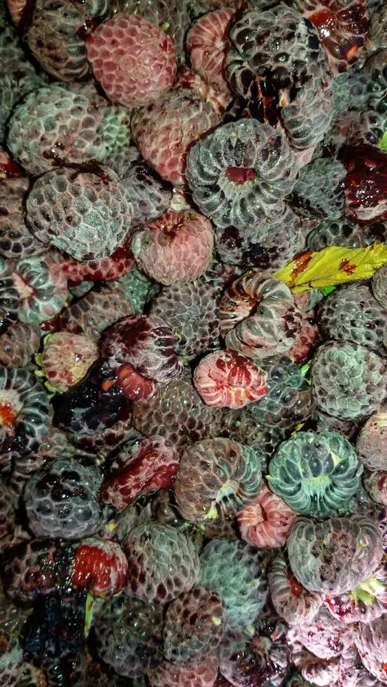 Custard Apple Pulp, Packaging Size: 50 Kg, Speciality: Organic