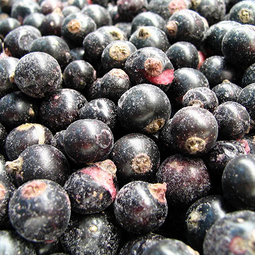 Frozen Jamun Pulp, 100% Pulp