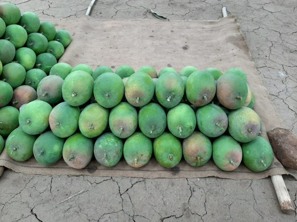 Yellow Alphonso Mango, Carton, Packaging Size: 5 Kg