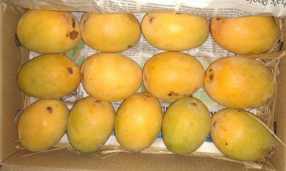Yellow Alphonso Mango, Carton