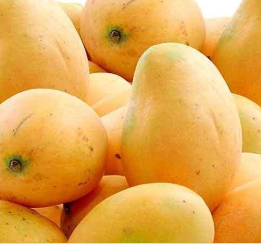Labline Yellow Alphonso Mango, Carton, Packaging Size: 5 Kg
