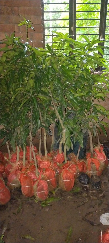 Red A Grade Taiwan Apple Mango/irwin Mango/keitt Mango Plant, Plastic Bag