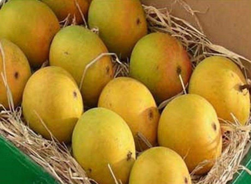 Green Organic A Grade Mango, Carton, Packaging Size: 20 Kg