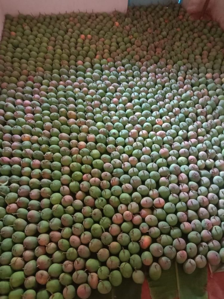 Yellow Raw Alphonso Mango, Carton, Packaging Size: 10 Kg