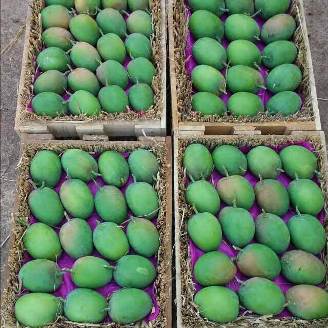 Raw Mango
