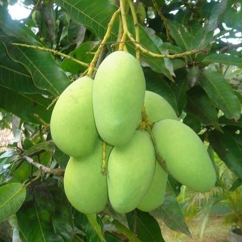 A Grade Fresh Raw Green Mango, Packaging Type: Bag