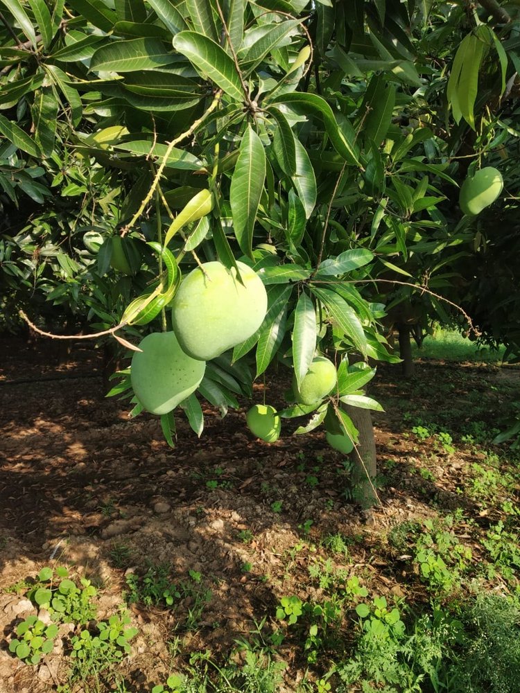 Green Natural Neelam Mango