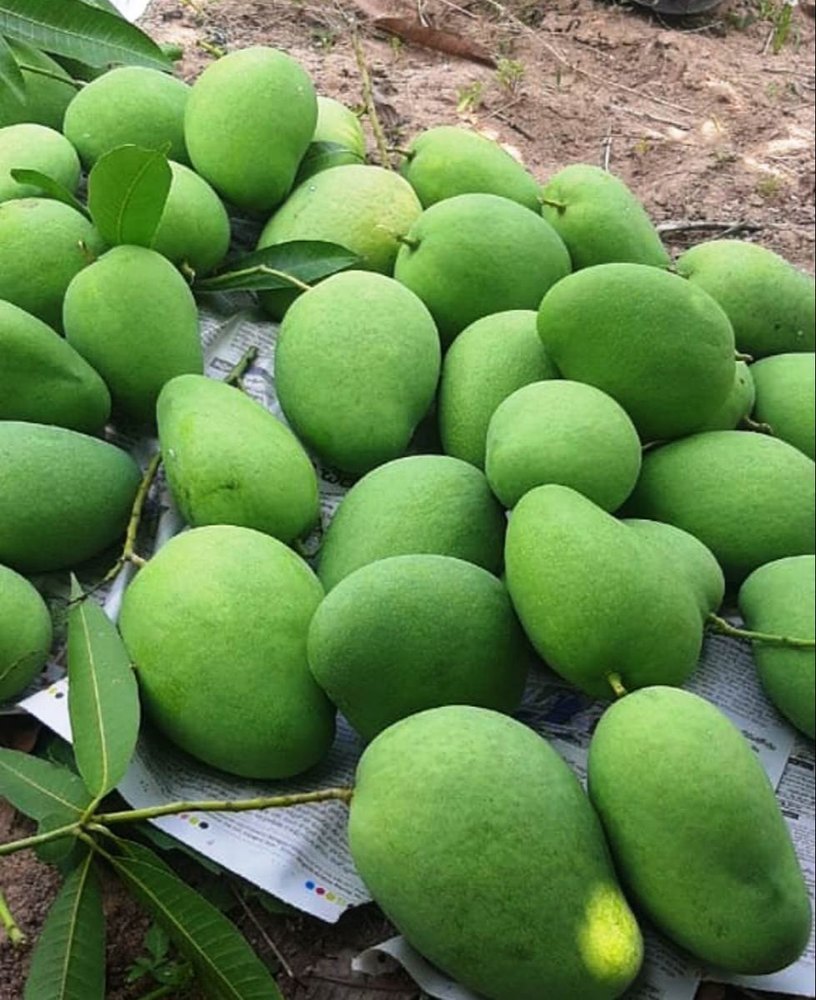 Green Organic Badami Raw Mango, Crate
