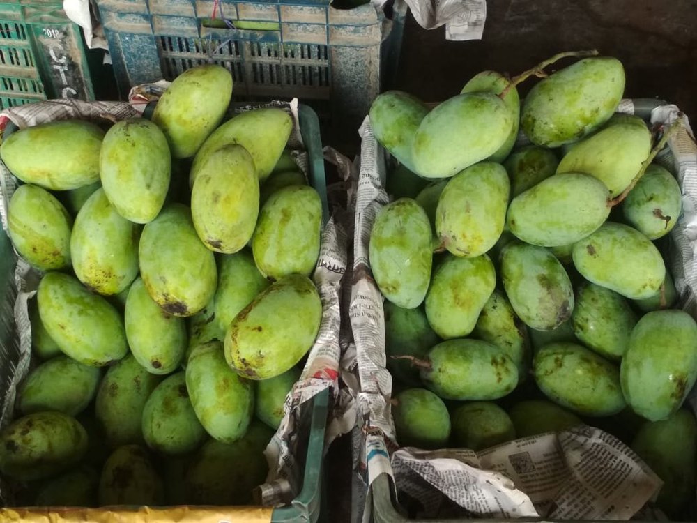 Green Organic Chausa Mango, Packaging Type: Carton, Packaging Size: 5 Kg