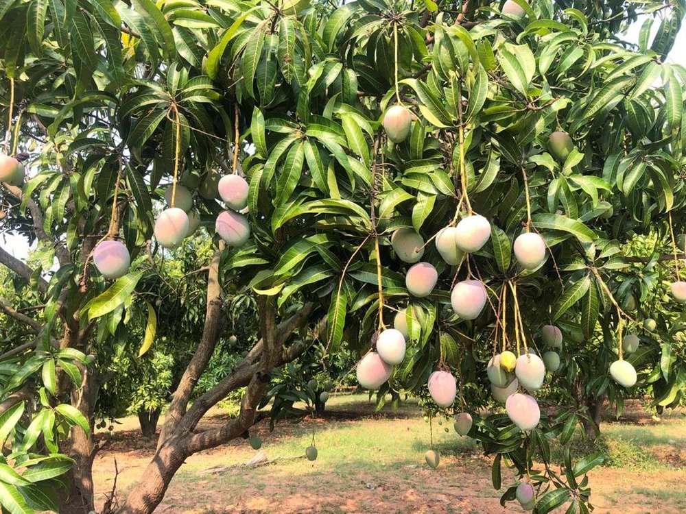 Green Common Neelam Mango (Raw)