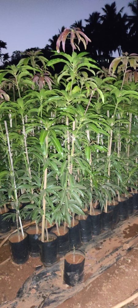 Panjab Kesar Mango Plant, For Garden