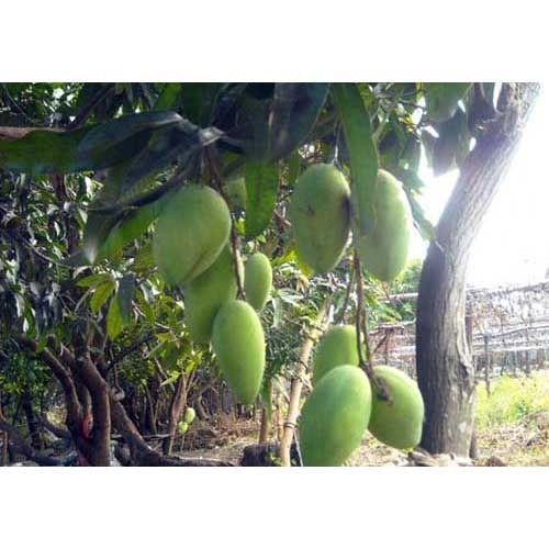 A Grade Fresh Mango, Packaging Type: Carton