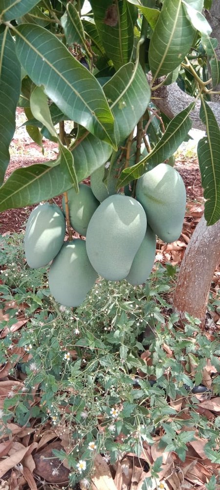 Green Valsad Kesar Mango fruit, Crate, Packaging Size: 20 Kg