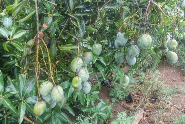 Fast Growth Mango plant
