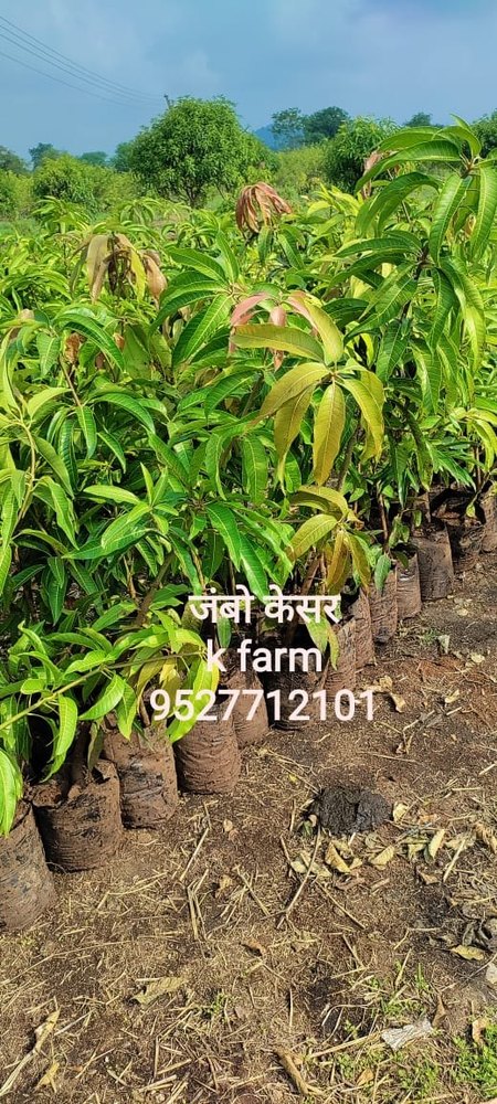 Green Jambo Kesar, Plastic Bag