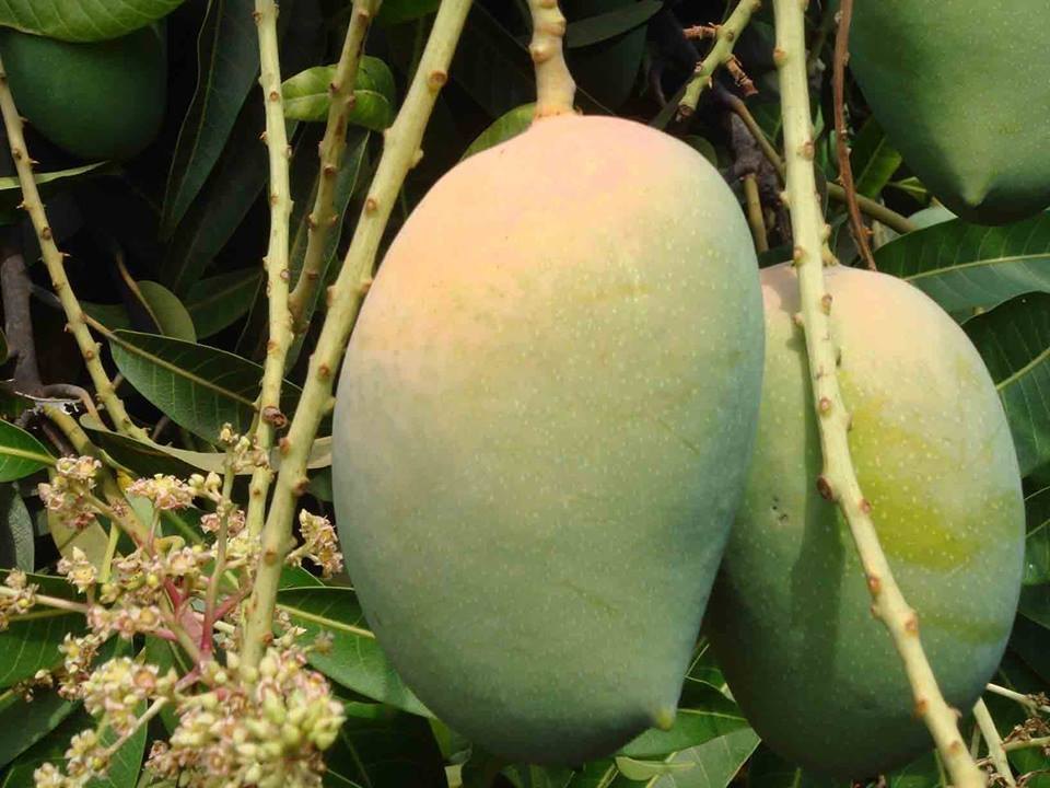 Kesar Mango. Gir Kesar Mango Gir, Carton, Packaging Size: 10 Kg