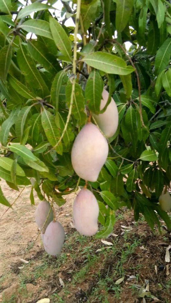nikosi Yellow Totapuri Mango, Crate, Packaging Size: 20-50 kg