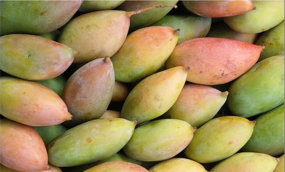 Yellow Fresh Totapuri Mango, Plastic Bag, Packaging Size: 1 Kg
