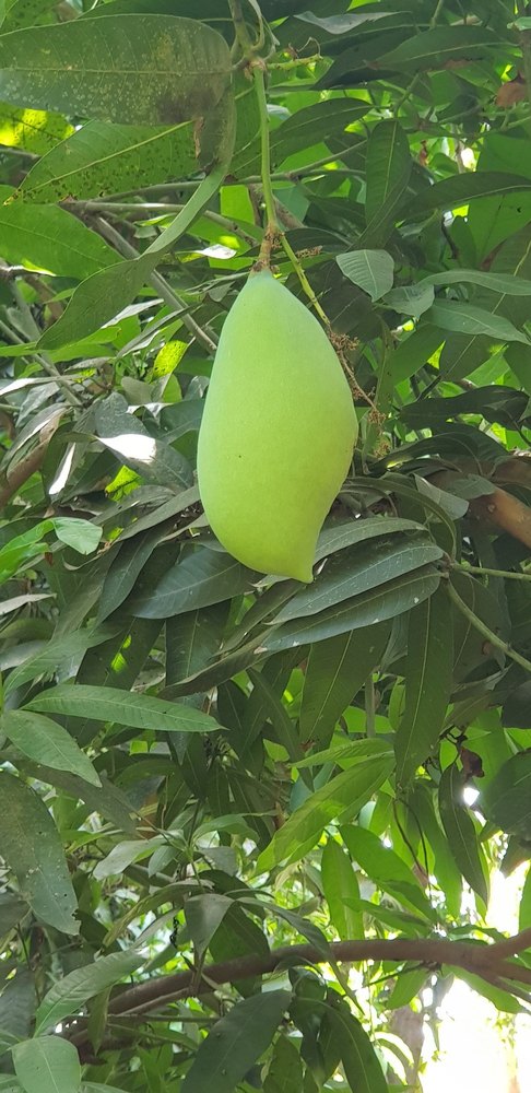 Fresh Totapuri Mango, Packaging Size: 10 Kg