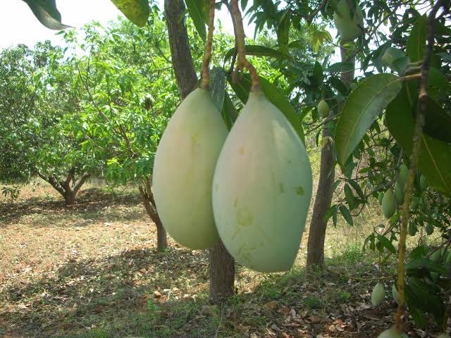 Green Totapuri Mango, Net bag, Packaging Size: 50