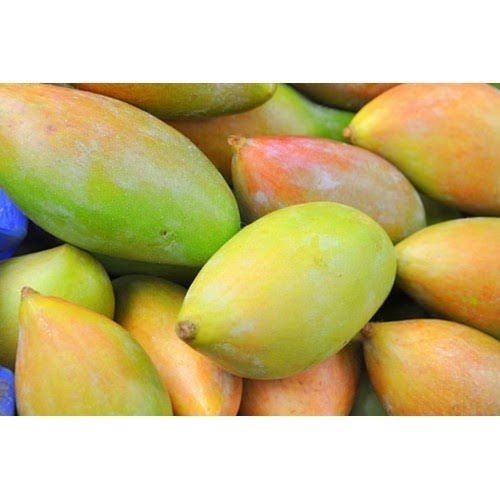 Yellow Organic Fresh Totapuri Mangoes