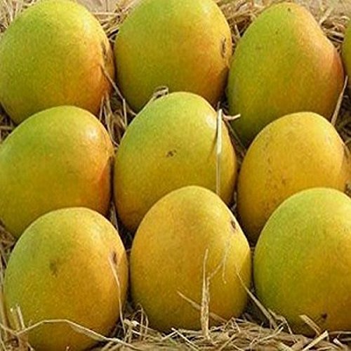 Totapuri Mangoes