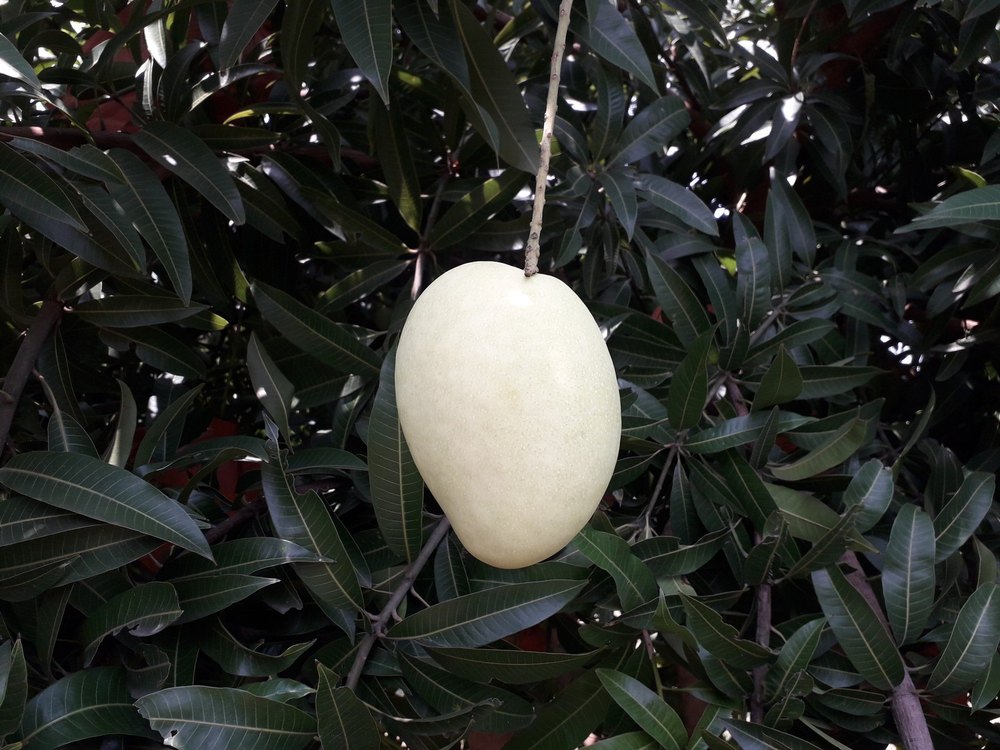 Yellow Banganpalli Mango, Carton, Packaging Size: 5 Kg