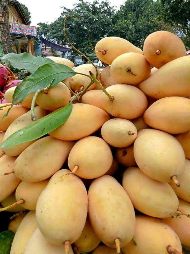 SAI EXOTIC Yellow Banganapalli Mango, Carton, Packaging Size: 10 Kg