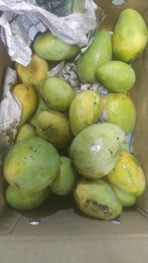 Organic mangos Alphonso Mango Banganapalli Mangoes, Carton