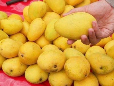 Bangapalli Mango