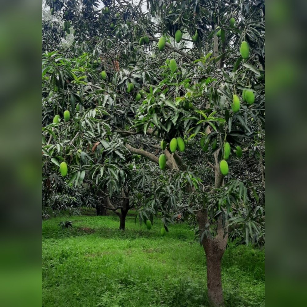 Yellow Natural Dasheri Mango, Carton, Packaging Size: 20 Kg