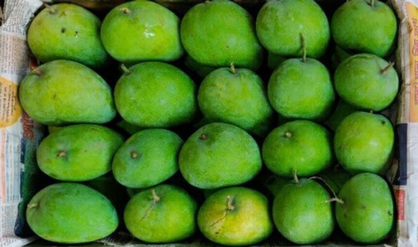 Mix Fruit Yellow Daseri Mango Fresh, Packaging Type: Boxes, Packaging Size: 25 kg Box