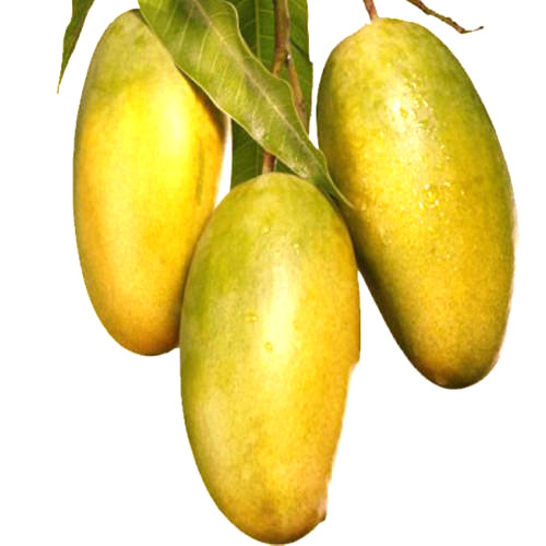 Dasheri Mango