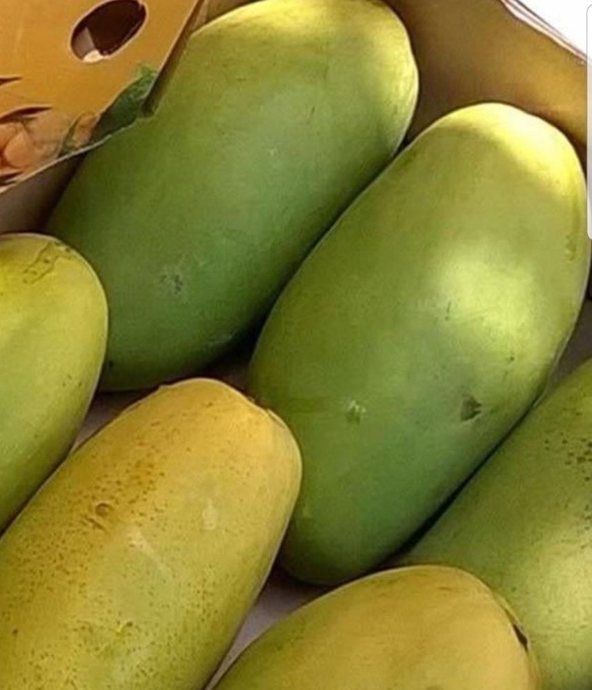 Green Dasseri Mangoes, Carton, Packaging Size: 10 Kg
