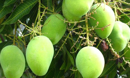Green Organic Dashehari Mango, Carton, Packaging Size: 20 Kg