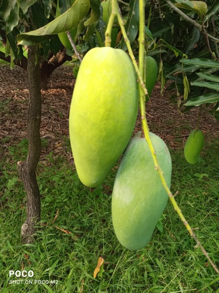 Green A Grade Dashehari Mango, Crate, Packaging Size: 20 Kg