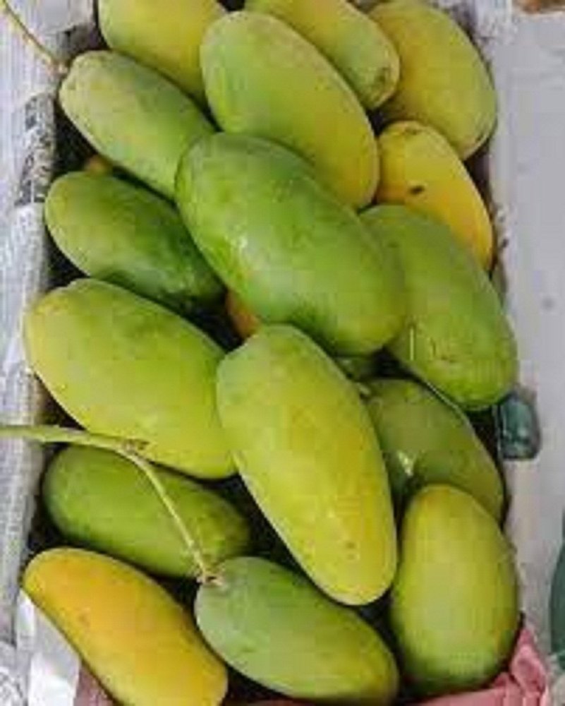 AARADHYA FARMS Dussheri Dussehri Mango, Carton, Packaging Size: 5 Kg