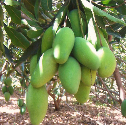 Dasheri Yellow Dussehri Mango, Crate, Packaging Size: 20 Kg