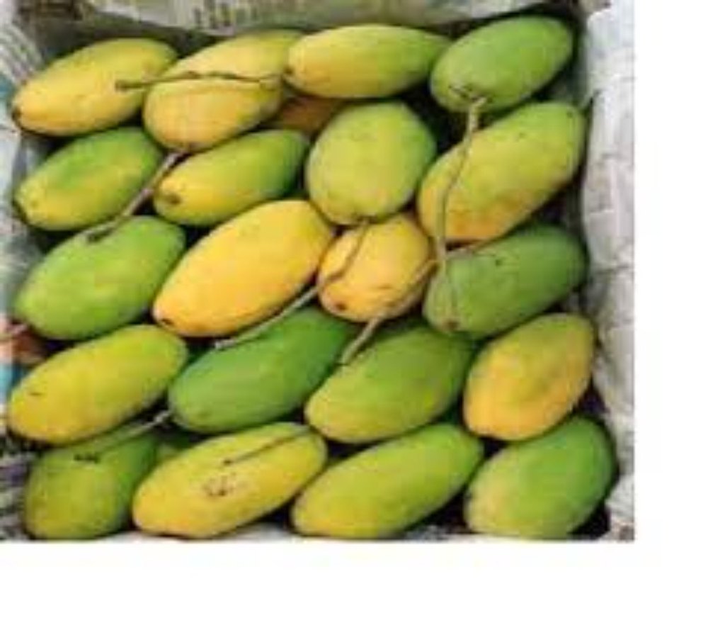 Yellow Organic Dashehari Mango, Carton, Packaging Size: 10 Kg