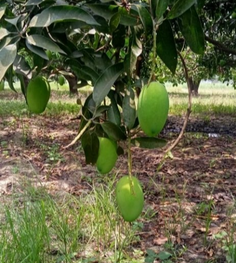 Natural A Grade Fresh Dasheri Mango, Packaging Type: Carton