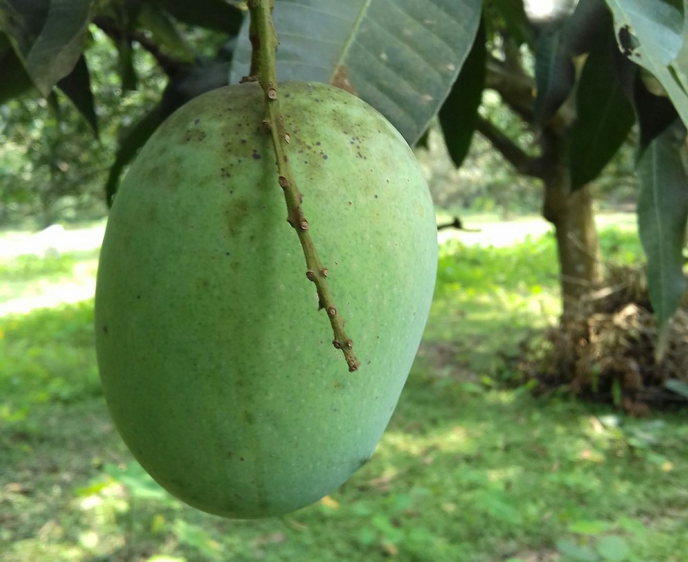 Yellow & Green Langda Mango