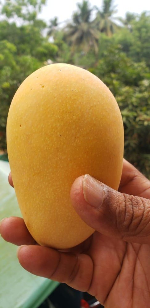 ind organic Yellow Dushari/langra/chousa, Carton, Packaging Size: 5 Kg