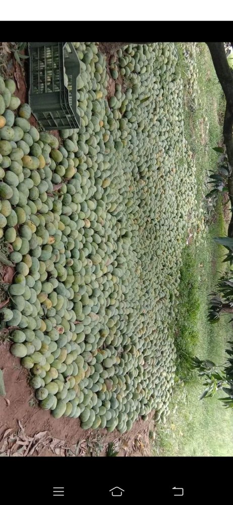 Green A Grade Langra Mango Fruit, Carton, Packaging Size: 20 Kg