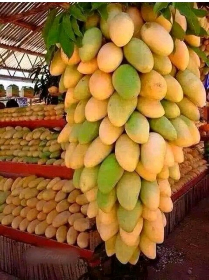 Green Natural MANGO (LANGRA), Crate, Packaging Size: 20 Kg