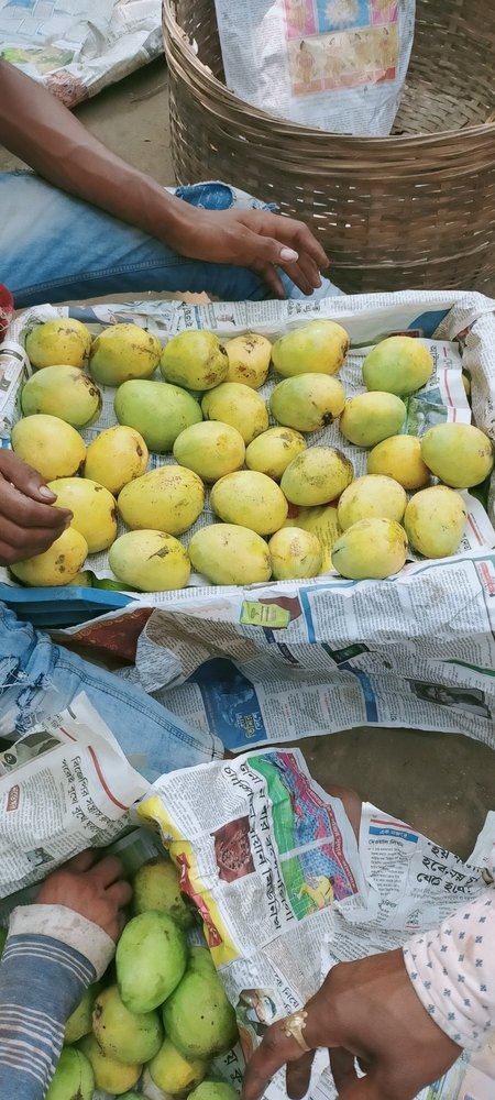 Yellow A Grade Langra mango, Crate, Packaging Size: 20 Kg
