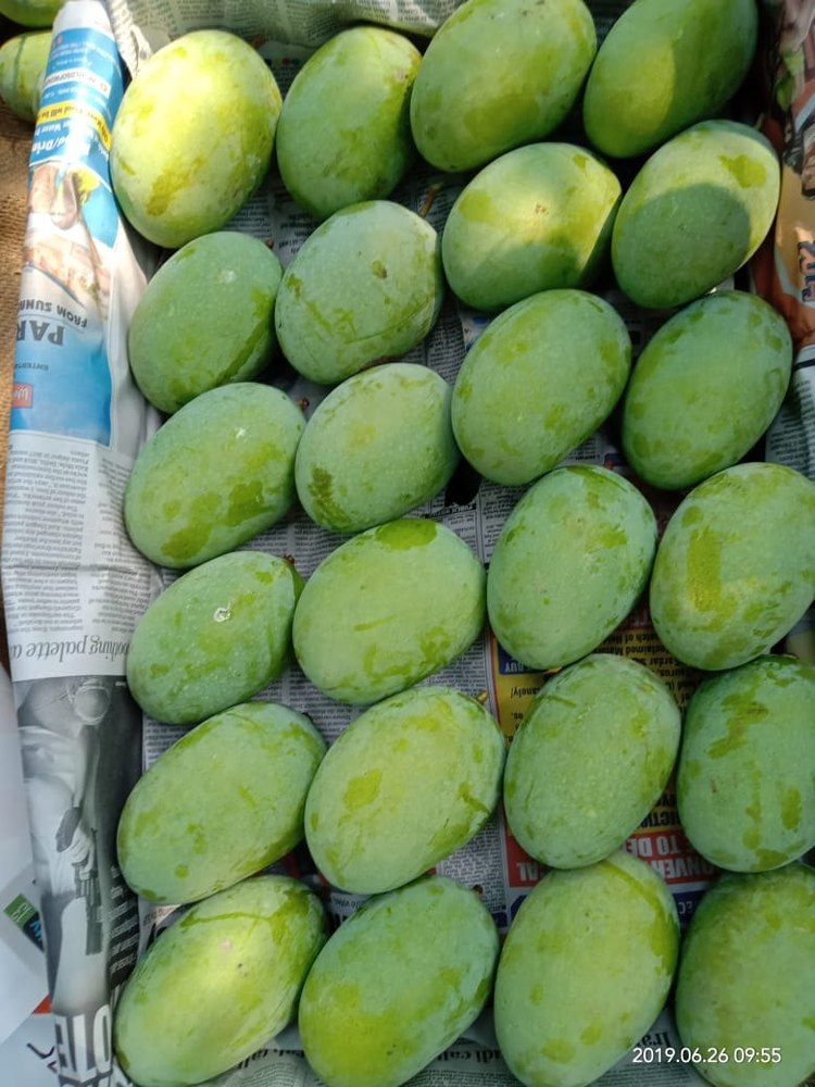 Yellow Organic Langra Mango, Crate, Packaging Size: 20 Kg