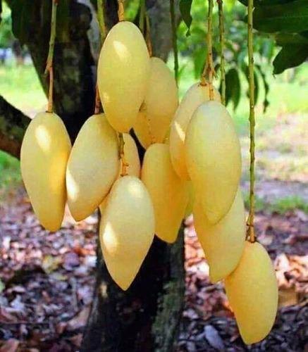 Amrapali Mango